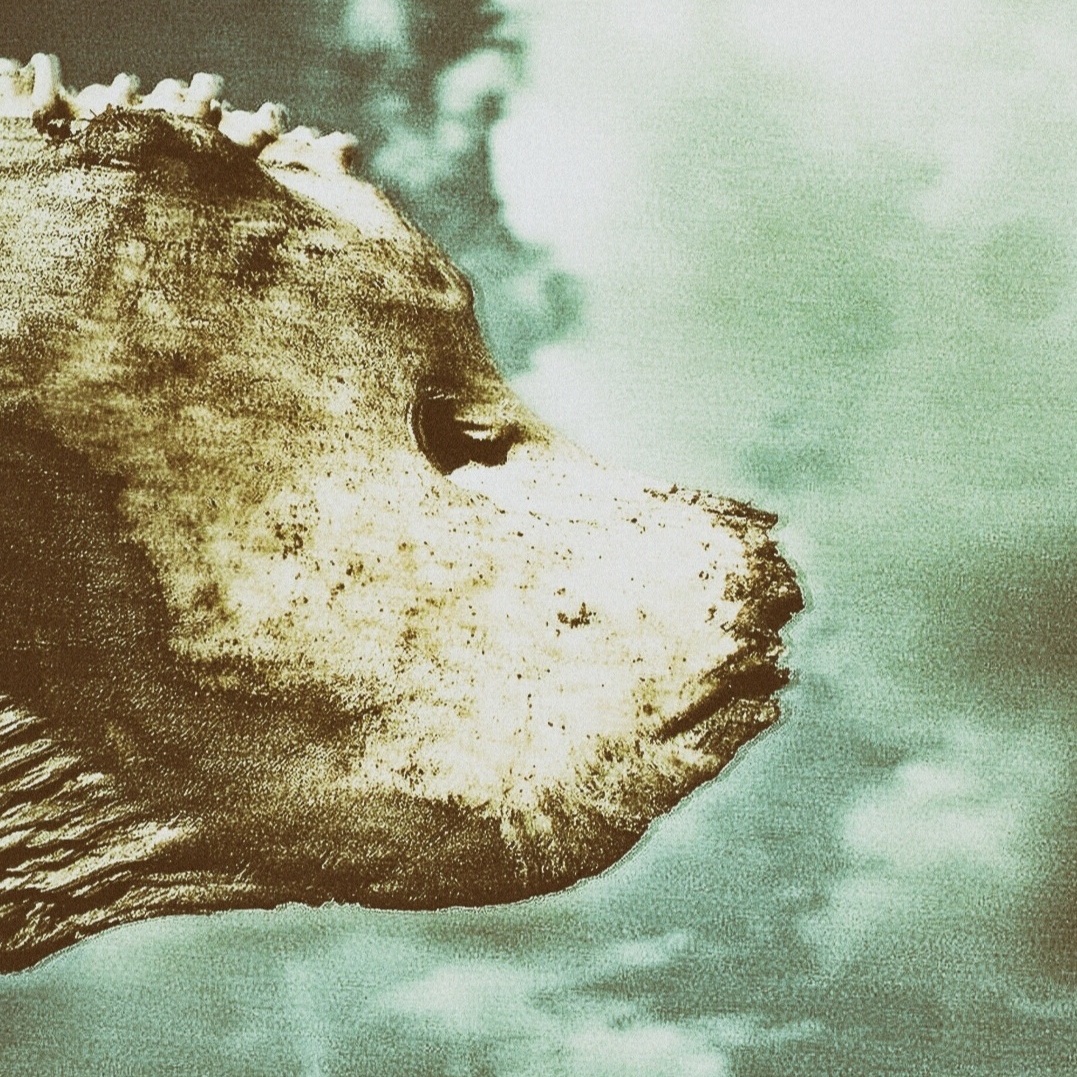 w patrzeni